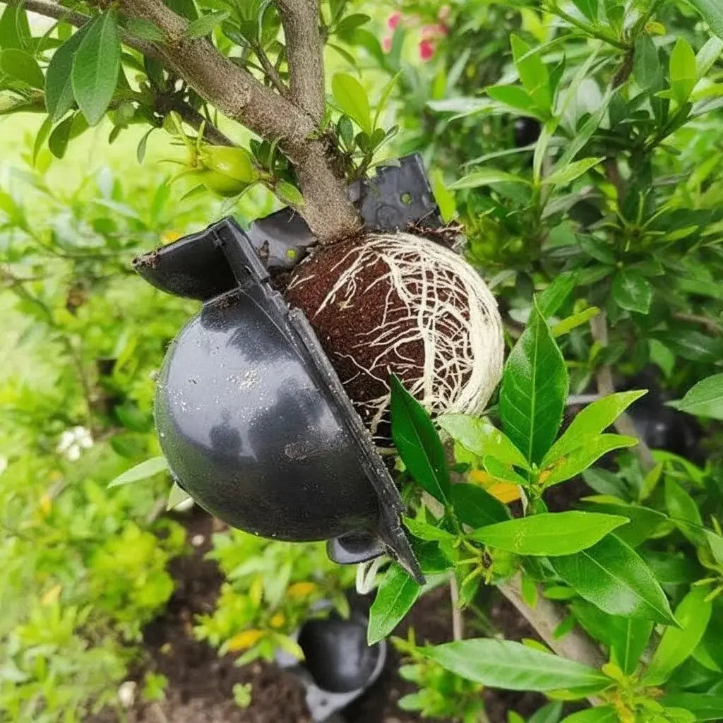 Bola de Enraizamento de Plantio Rooter